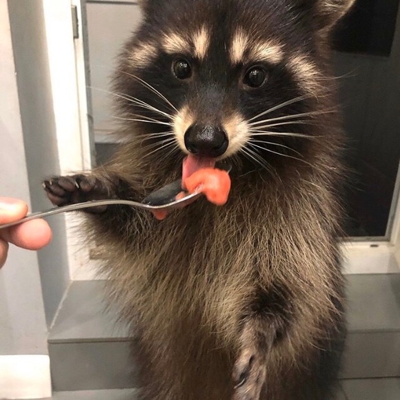 ✨🦦Meet your Posher, Morgan! 🦦✨ - Picture 1 of 3